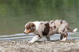 BERGER AUSTRALIEN PUPPIES 135